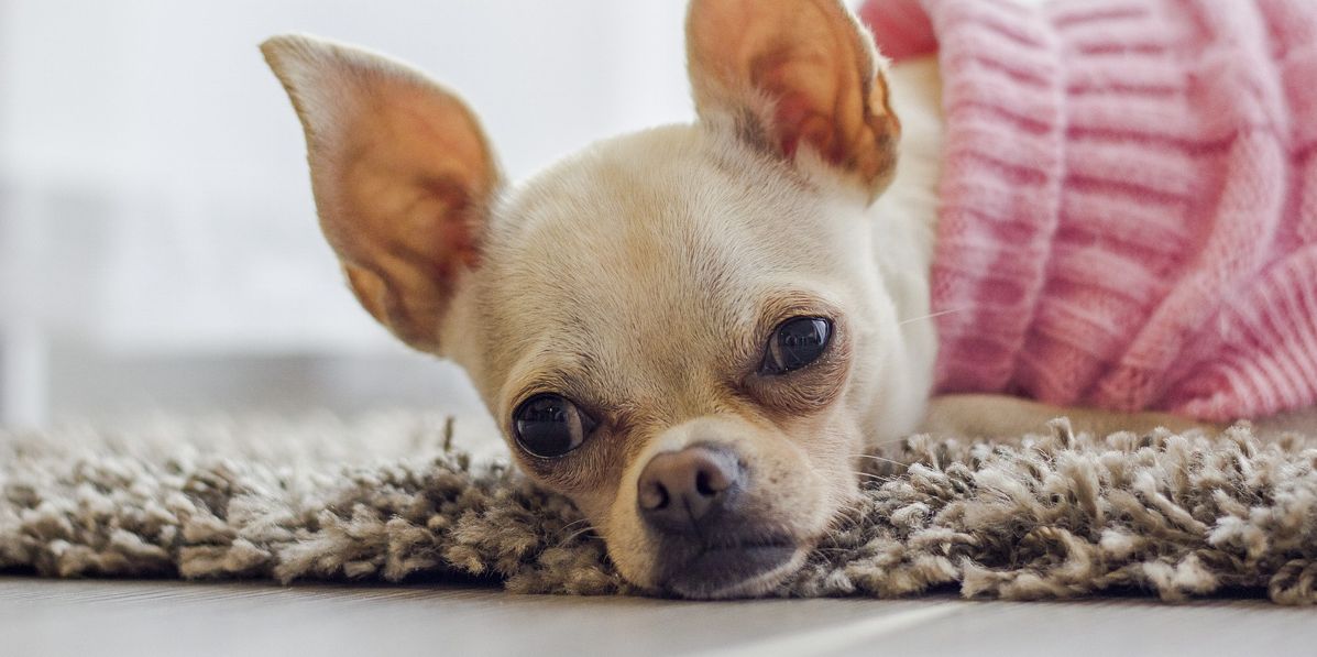 Risikofaktoren für IBD/IGOR des Hundes IBD Hund