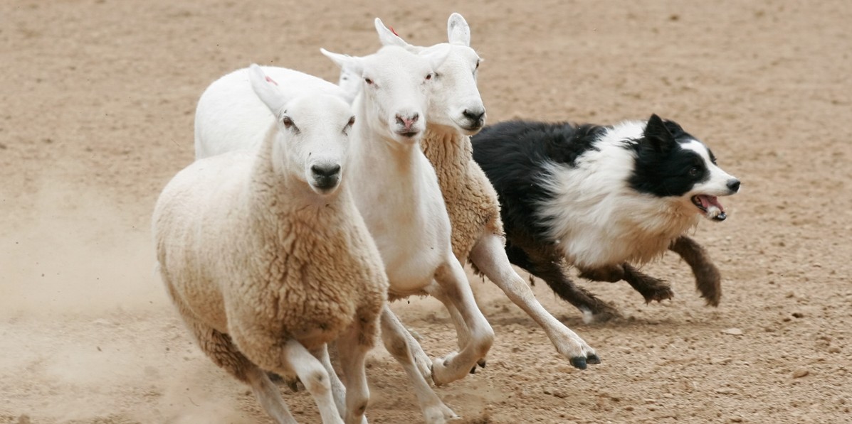67 980. Бордер колли и овцы. Бордер пасет овец. Бордер-колли Отара овец. Бордер колли соревнования овцы.