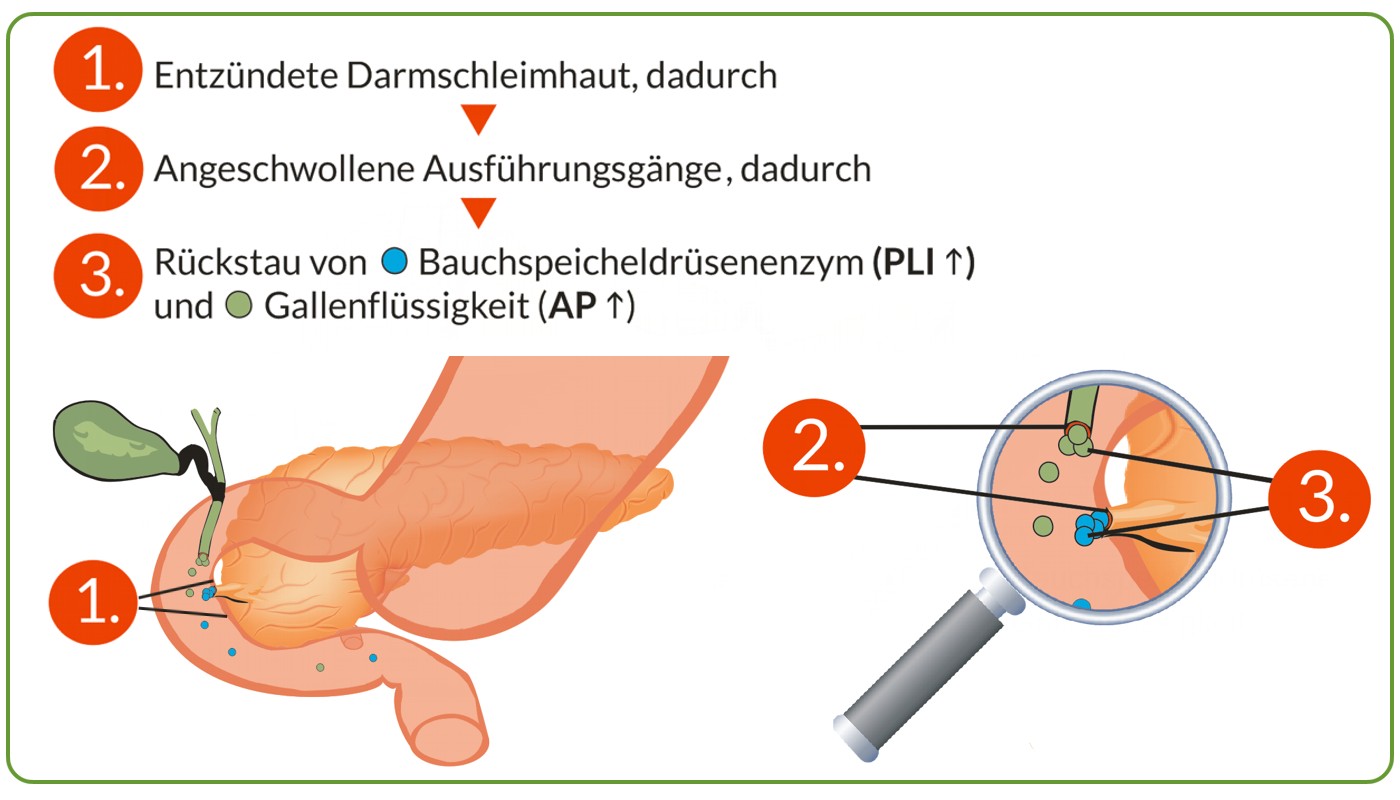 Die chronische Pankreatitis/ Leberentzündung des Hundes… IBD Hund