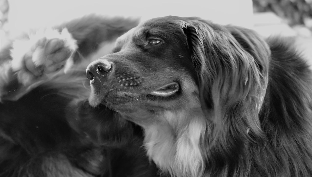 Futtermittelallergie IBD Hund