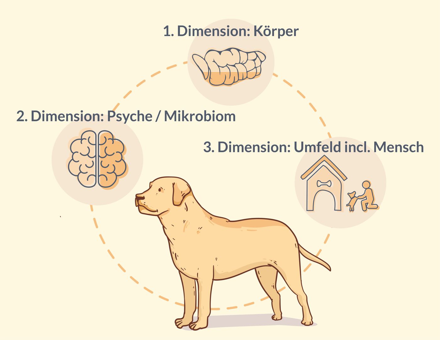 Amoxicillin Für Hund