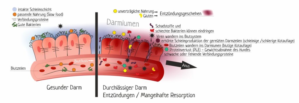 -erklärung entzündete darmschleimhaut igor