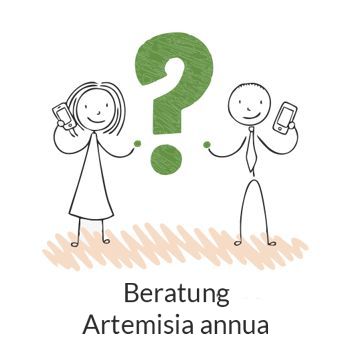 - beratung artemisia annua